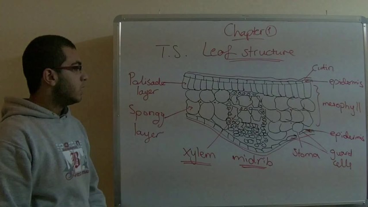 Biology - Chapter 1 - Nutrition - part 12 (Structure of the leave blade) - Abdallah Reda el Sayed - YouTube