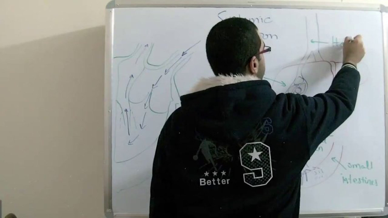 Biology - Chapter 2 - Transport - part 15 (Systemic circulation) - Abdallah Reda El Sayed