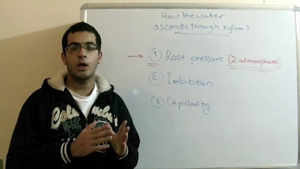 Biology - Chapter 2 - Transport - part 4 (How the water ascends in xylem) - Abdallah Reda el Sayed - YouTube