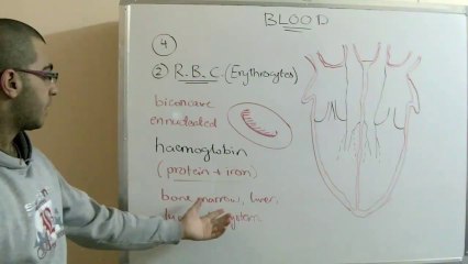 Biology - Chapter 2 - Transport - part 10 (plasma and R.B.C.s) - Abdallah Reda El Sayed
