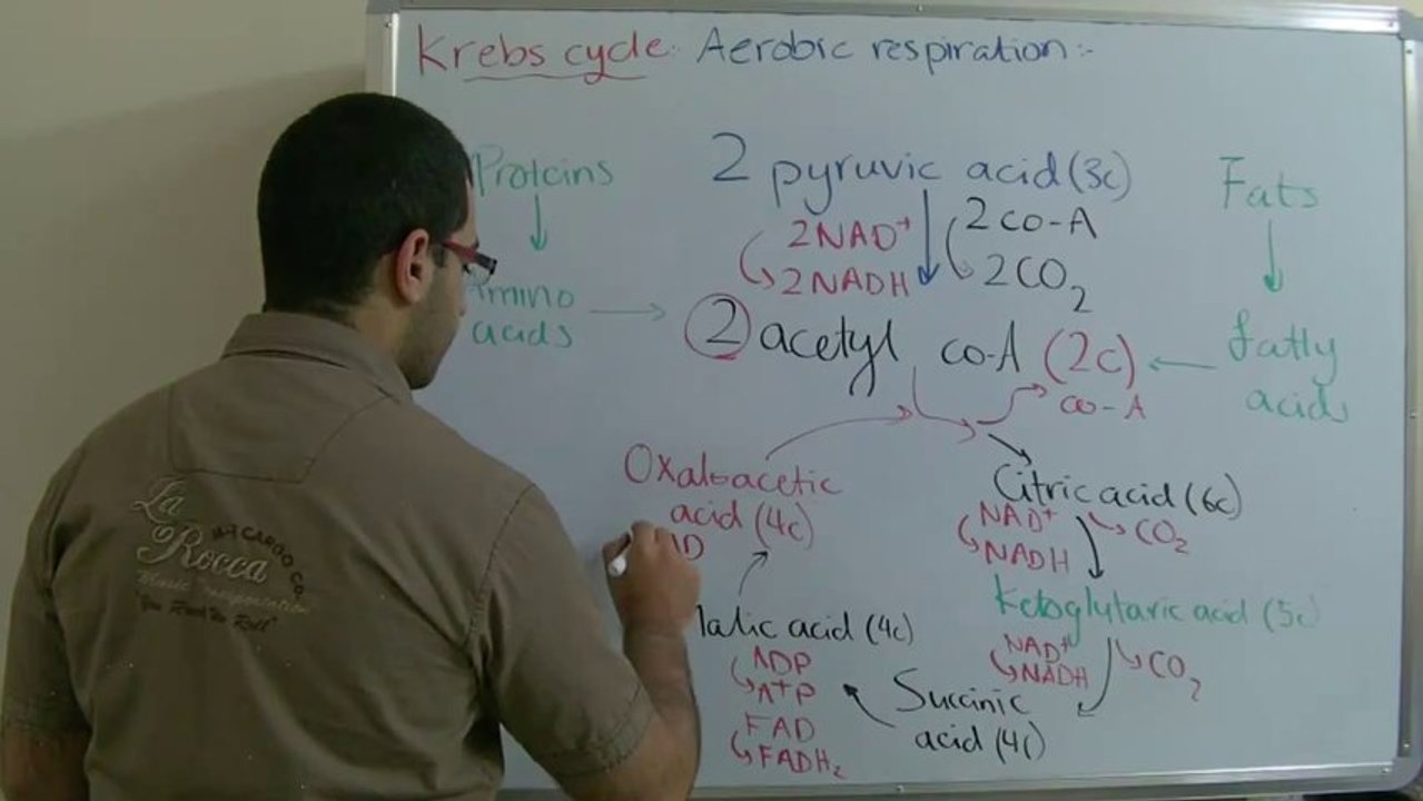Biology - Chapter 3 - Respiration - part 4 (Krebs cycle) - Abdallah Reda El Sayed