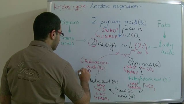Biology - Chapter 3 - Respiration - part 4 (Krebs cycle) - Abdallah Reda El Sayed