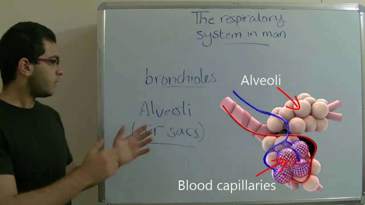 Biology - Chapter 3 - Respiration - part 6 (Respiratory system in man) - Abdallah Reda El Sayed - YouTube