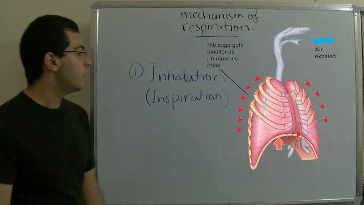 Biology - Chapter 3 - Respiration - part 7 (Mechanism of respiration) - Abdallah Reda El Sayed - YouTube