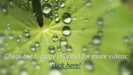 Biology - Chapter 3 - experiment to show the alcoholic fermentation - Abdallah Reda el Sayed - YouTube