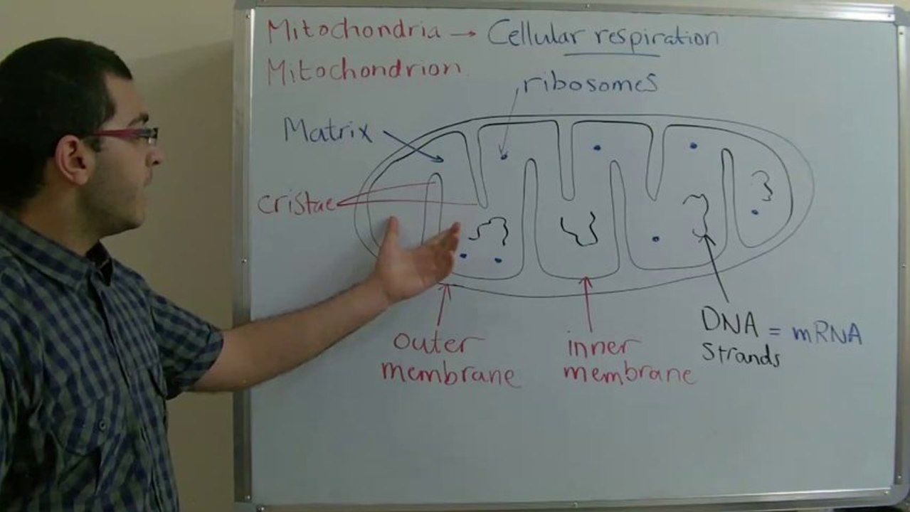 Biology - Chapter 3 - Respiration - part 2 (Mitochondria structure) - Abdallah Reda El Sayed - YouTube