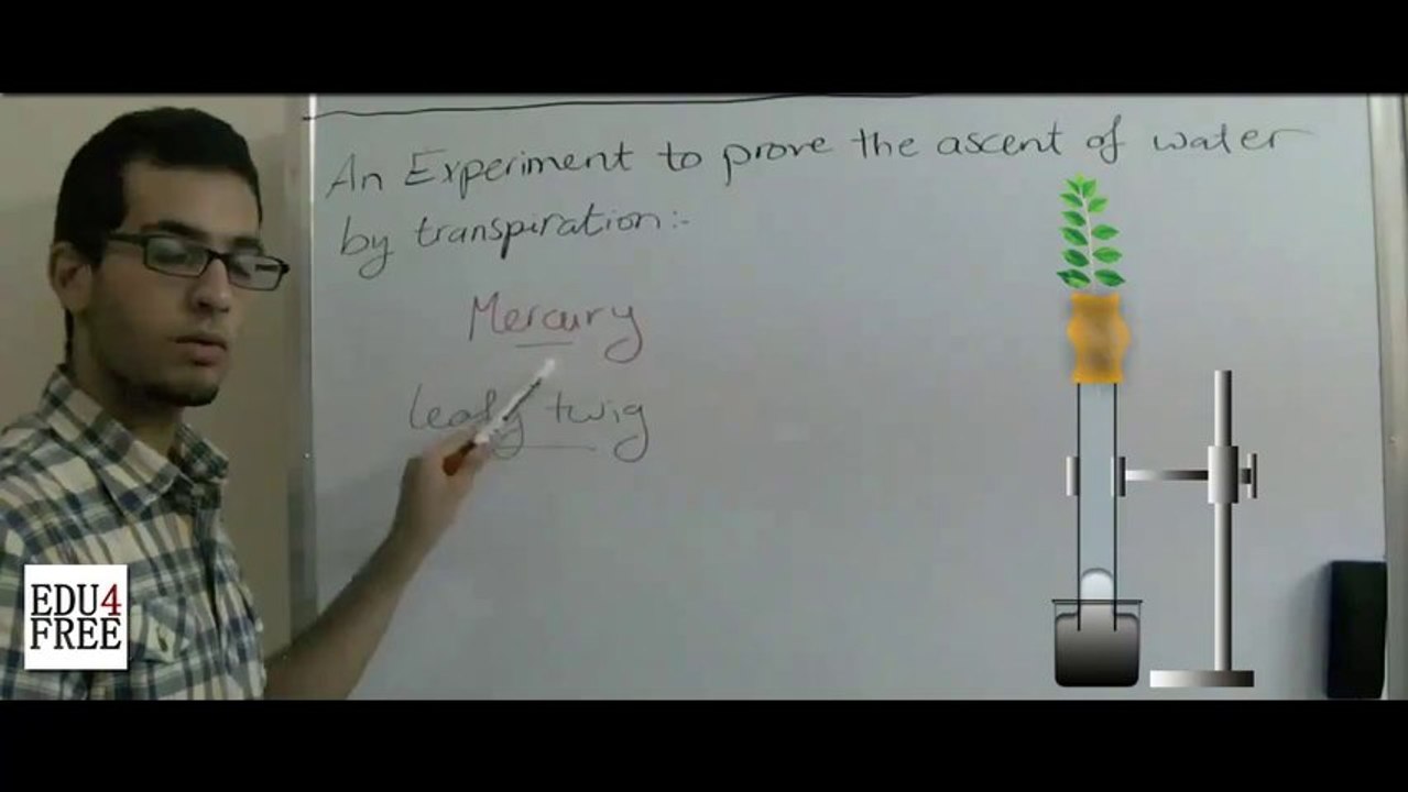11 Biology - Chapter 4 - Experiment to show water ascending by transpiration - Abdallah Reda el Sayed