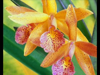 PROVÉRBIOS CAP 10  - A BÍBLIA NA LINGUAGEM DE HOJE