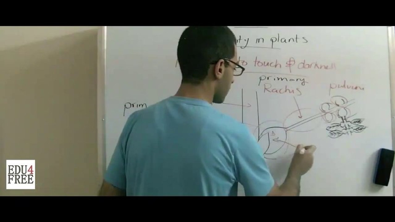 2 Biology - Chapter 5 - Response to touch and darkness - Abdallah Reda el Sayed