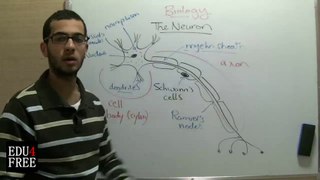 8 The nerve cell _ neuron - Chapter 5 - Biology - Edu4free