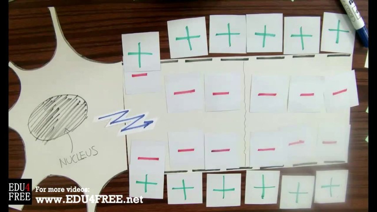 10 Nerve impulse (with stopmotion) - Chapter 5 - Biology - edu4free