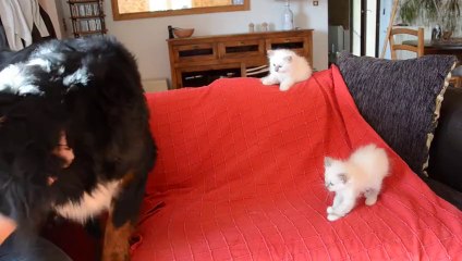 Galanga et 2 chatons canapé (22/10/2013)