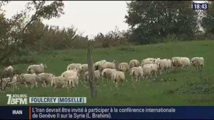 7 jours BFM: Campagnes: la grande fauche - 26/10