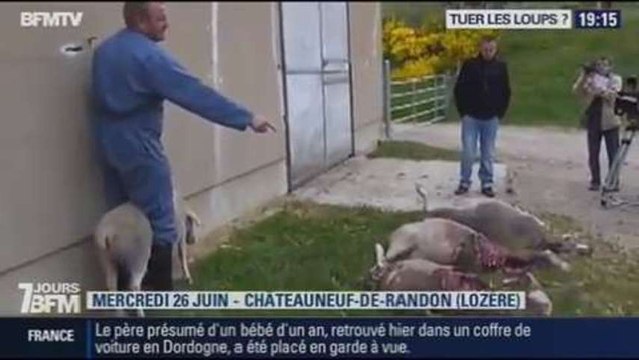 7 jours BFM: tuer les loups ? - 26/10