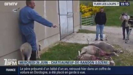 7 jours BFM: tuer les loups ? - 26/10