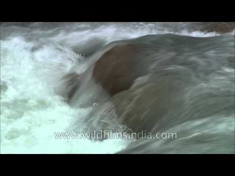 Rushing monsoon flood waters of Uttarakhand
