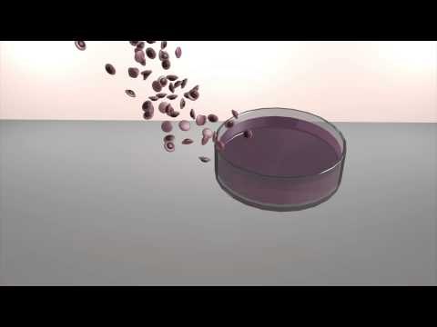 Dutch researchers grow world's first test tube hamburger