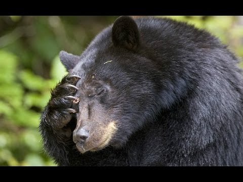 Drunk man feeds bear BBQ, gets attacked. Duh!