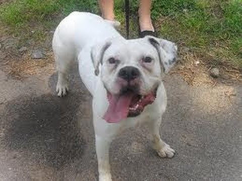 ANIMAL CRUELTY: Man shoots dog; saves $350