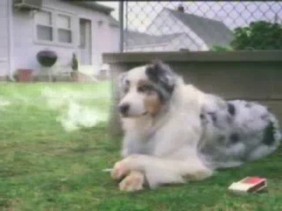 Smoking Dog
