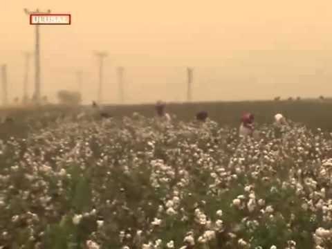 Pamuk üreticisi mağdur