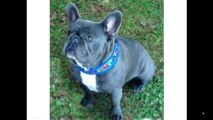 French Bulldog Lifespan – Can You Stretch it Out?