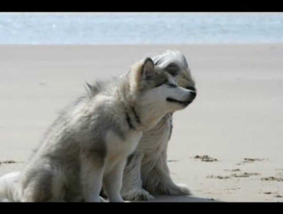 Portée Holy Hopi 1 an