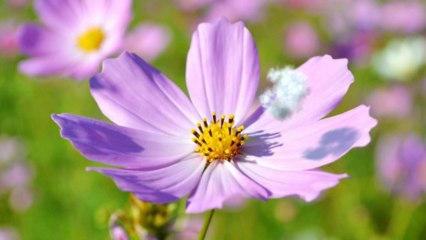 PiBee : Nano Nuage N°02