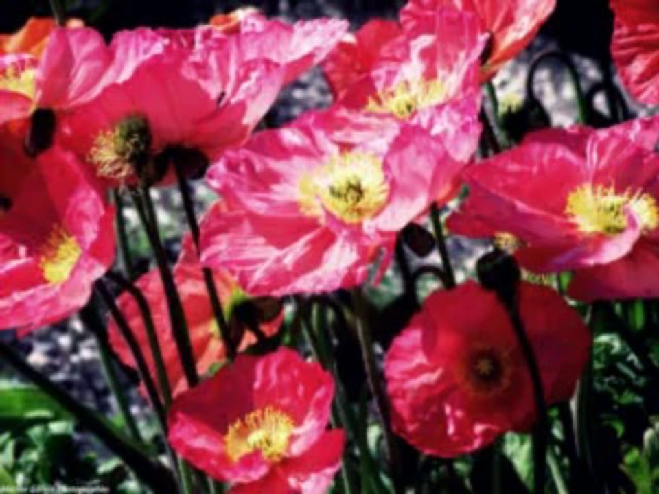 RY ZANAKO VAVY (MAHALEO) cover BIARY