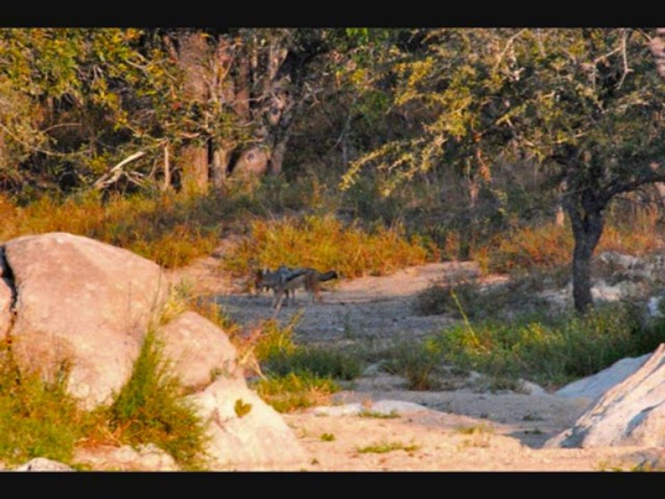 La biche et le braconnier