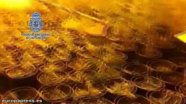 Localizadas más de 2.300 plantas de marihuana en Málaga