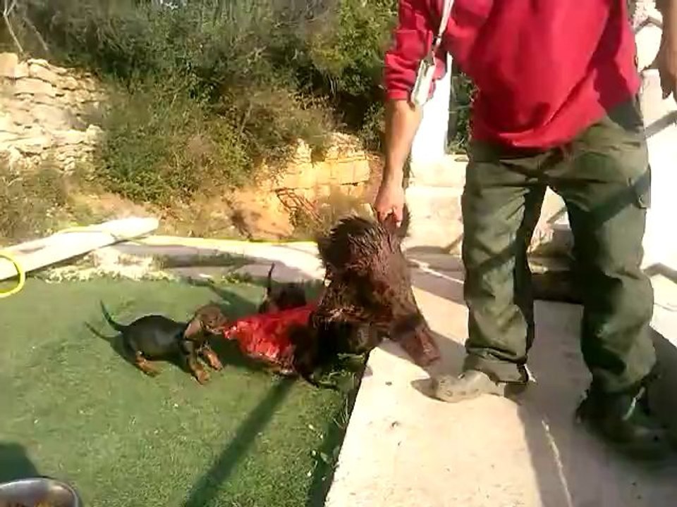 chiots teckels 2 mois