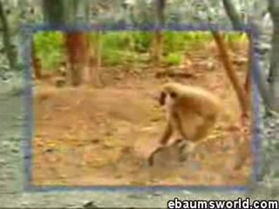 singe contre tigres