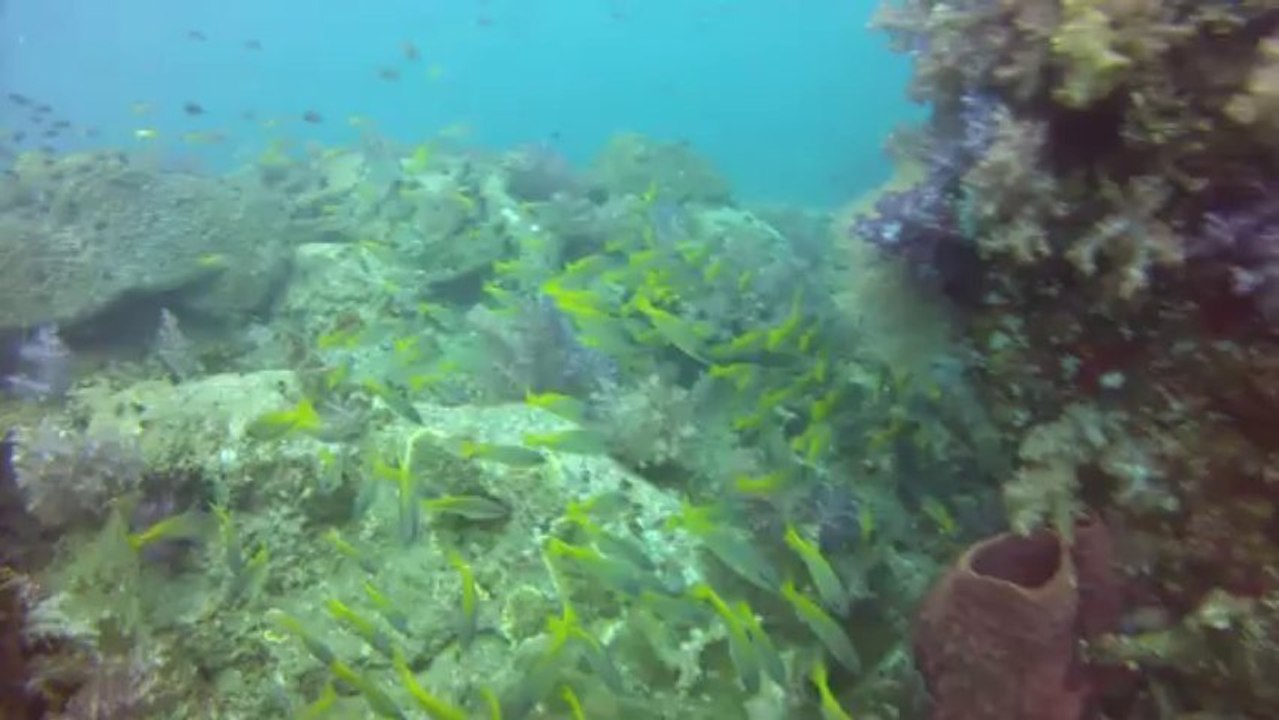 Tioman faune sous marine