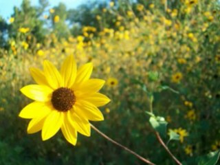 ISAIAS  CAP 12  - A BÍBLIA NA LINGUAGEM DE HOJE