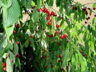 ISAIAS  CAP 14  - A BÍBLIA NA LINGUAGEM DE HOJE