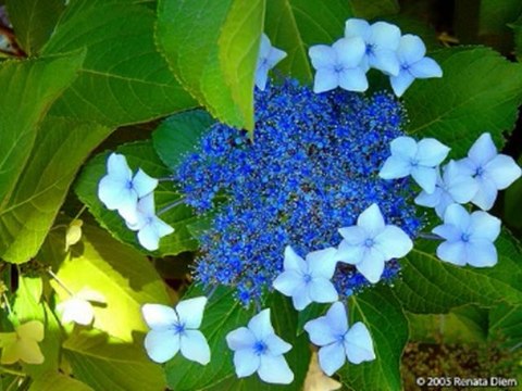 ISAIAS CAP 21 - A BÍBLIA NA LINGUAGEM DE HOJE