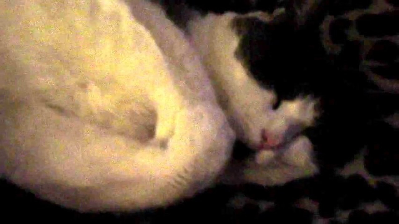 Paws Looks Comfy
