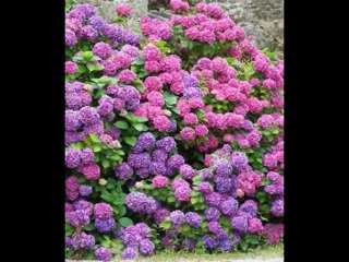 ISAIAS  CAP 23  - A BÍBLIA NA LINGUAGEM DE HOJE