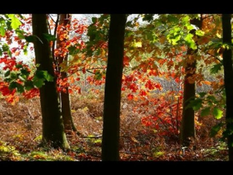 ISAIAS CAP 25 - A BÍBLIA NA LINGUAGEM DE HOJE