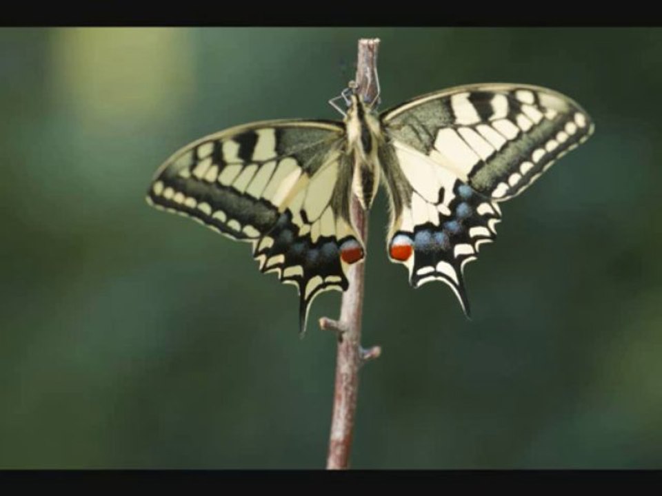 naissance papillon