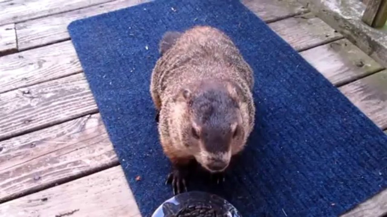 Groundhog Day