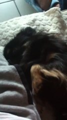 chihuahua qui ronfle .