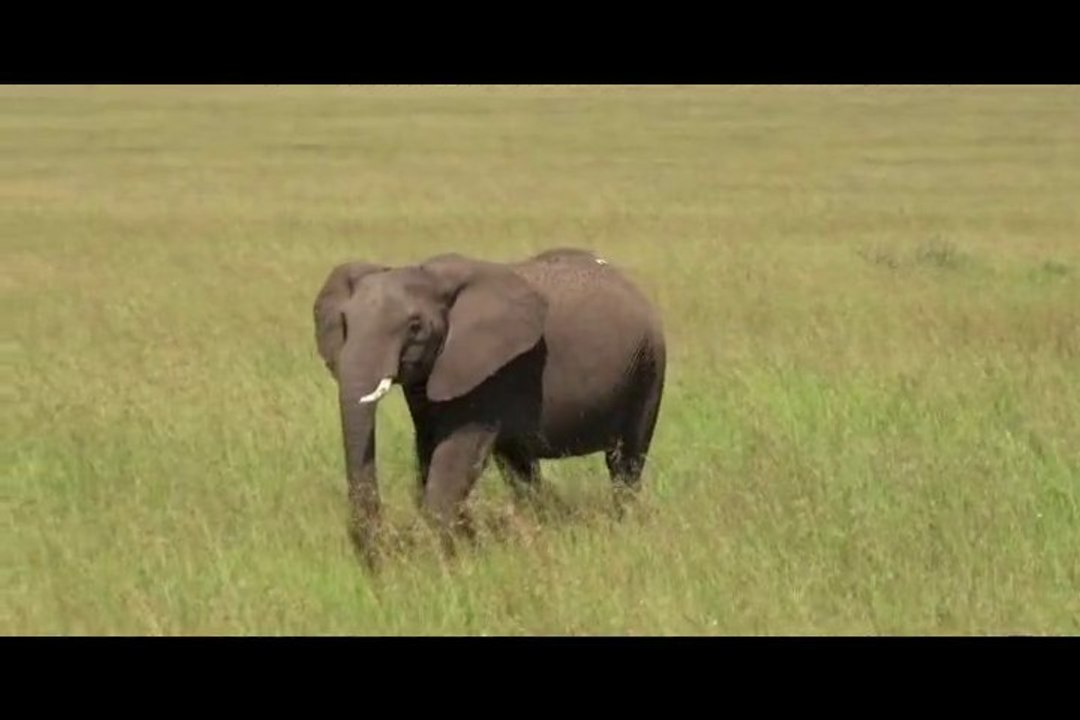 Safari Kenya Tanzanie (Film)