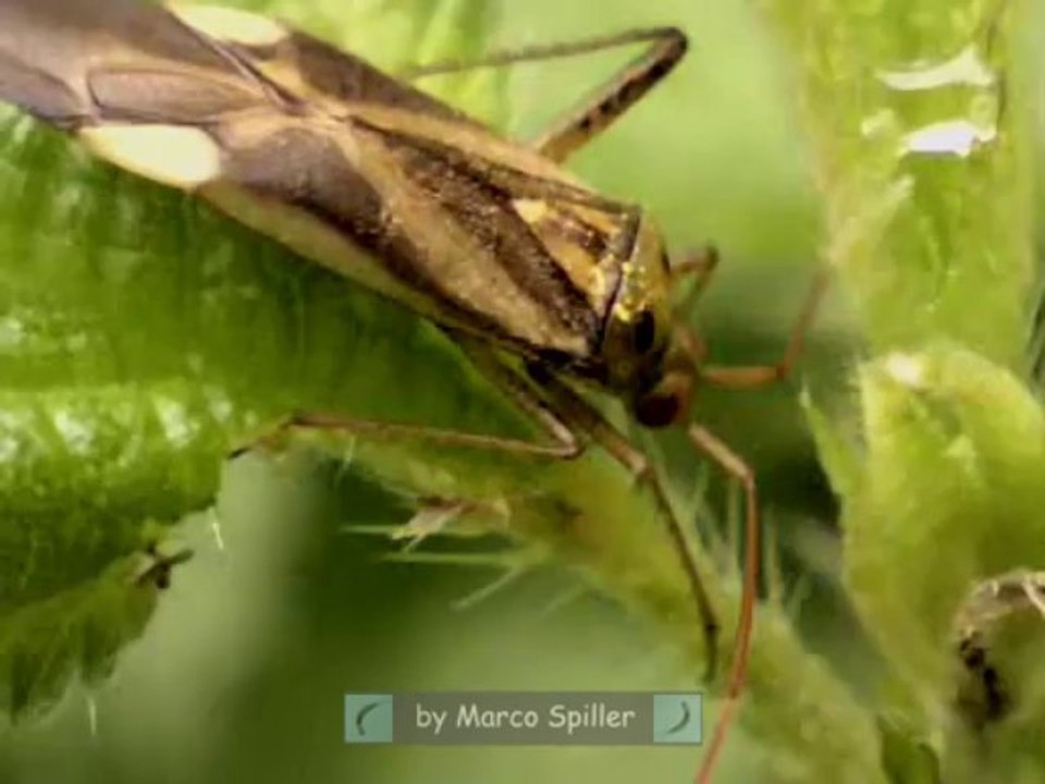 Adelphocoris lineolatus
