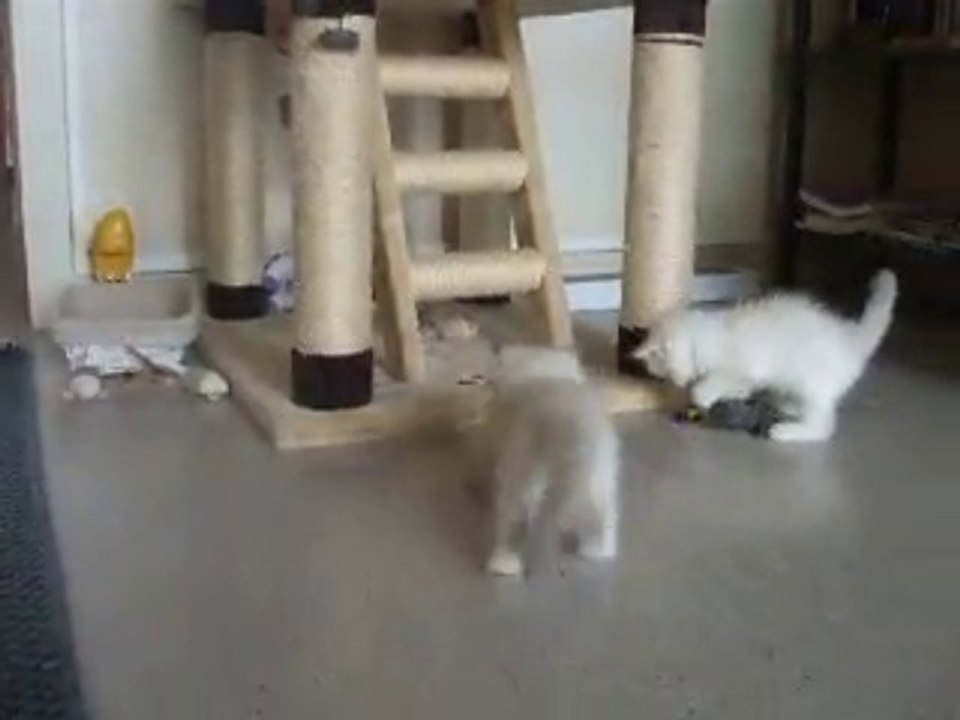 chatons Ragdoll Elevage de la Brume de Mer