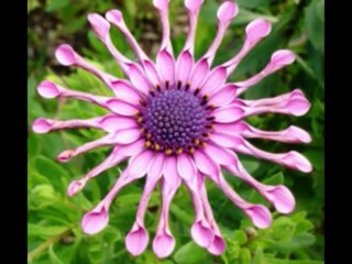 ISAIAS  CAP 50  - A BÍBLIA NA LINGUAGEM DE HOJE