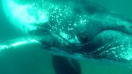 Whale Smashes Divers Camera