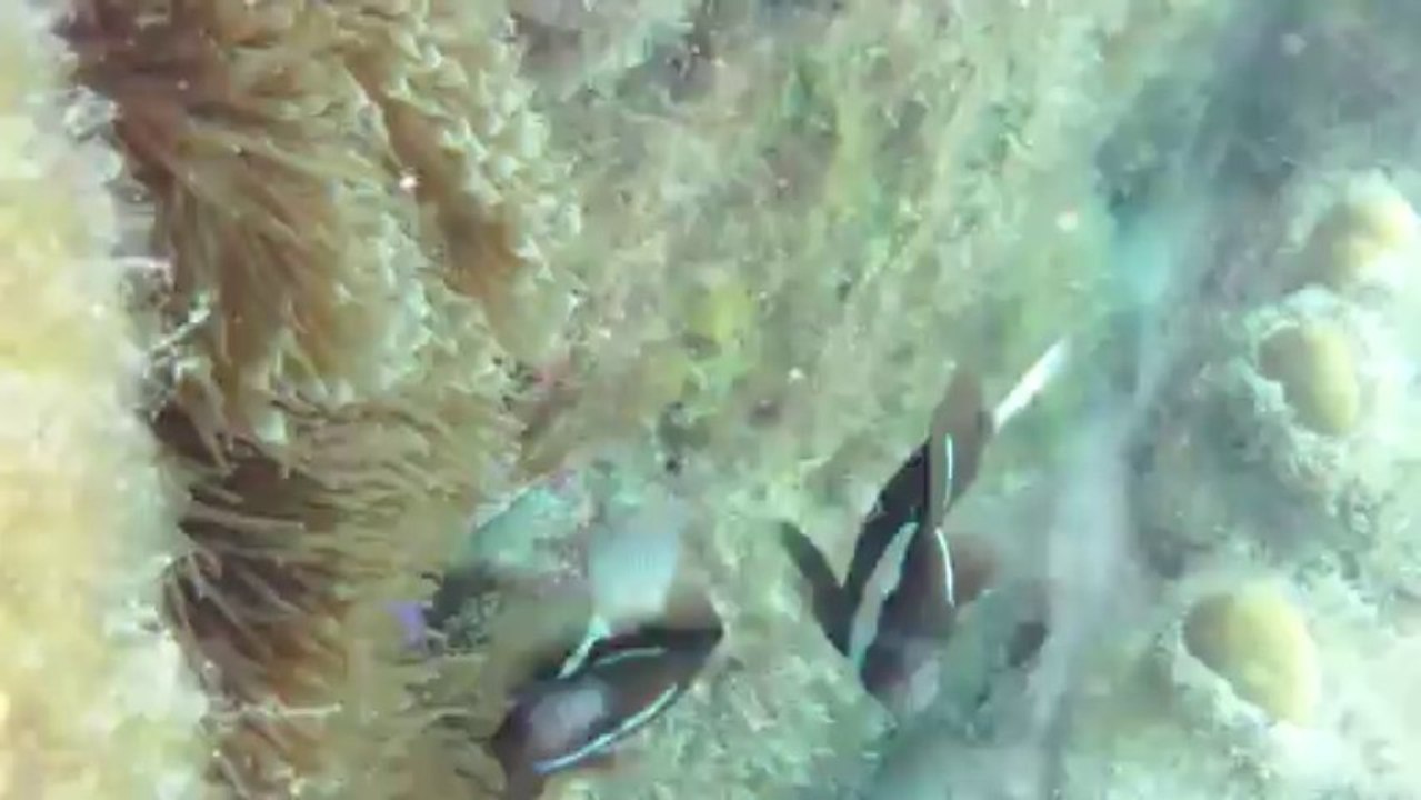 piscine naturelle ile des pins vallee