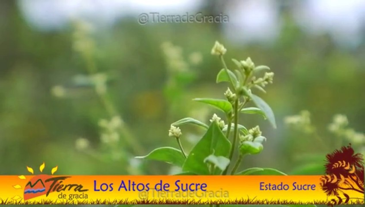 Programa Estado Sucre 01 - Quinta Parte